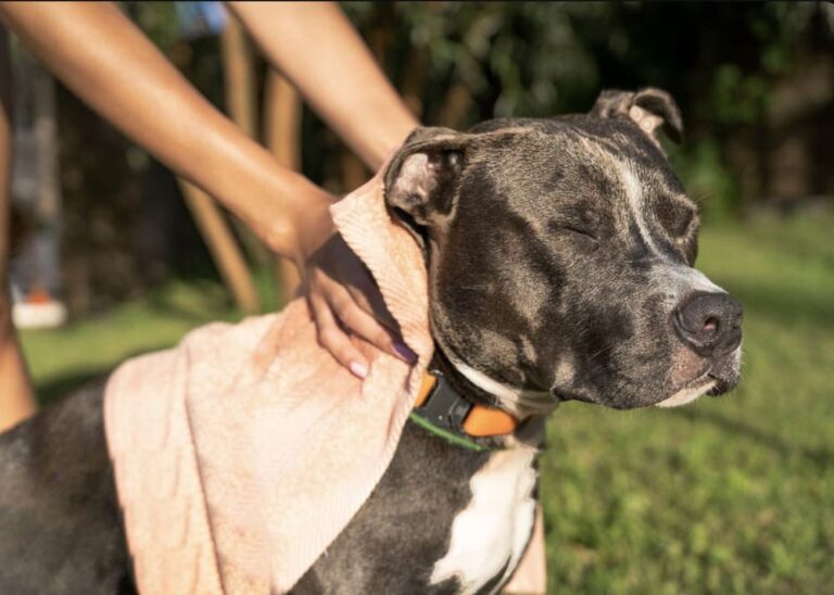 La piel de tu perro podría estar indicando un problema de salud: estas son 6 señales que no deberías dejar pasar
